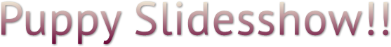 Puppy Slidesshow!! Puppy Slidesshow!!